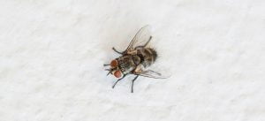 How to Get Rid of Cluster Flies in The Winter