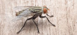 What are cluster flies (a.k.a. attic flies)