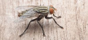 An upclose shot of a cluster fly landed on wood.