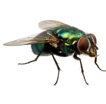 A house fly.