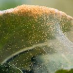 How to Get Rid of Spider Mites on Indoor Plants