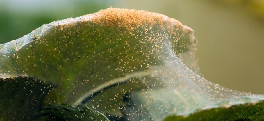 How to Get Rid of Spider Mites on Indoor Plants