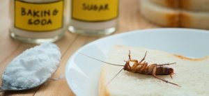 The Best Home Remedies to Kill Cockroaches