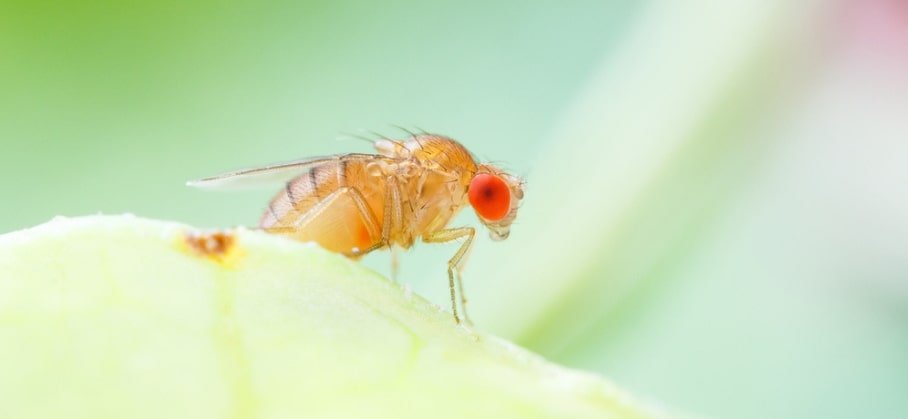 How to kill fruit flies at home.