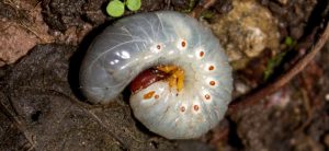 How to Deal with Curl Grubs in your Garden