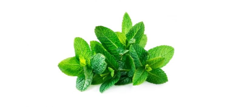 Peppermint Plant To Deter Mosquitoes 768x354 