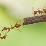 The Ant Species of Australia