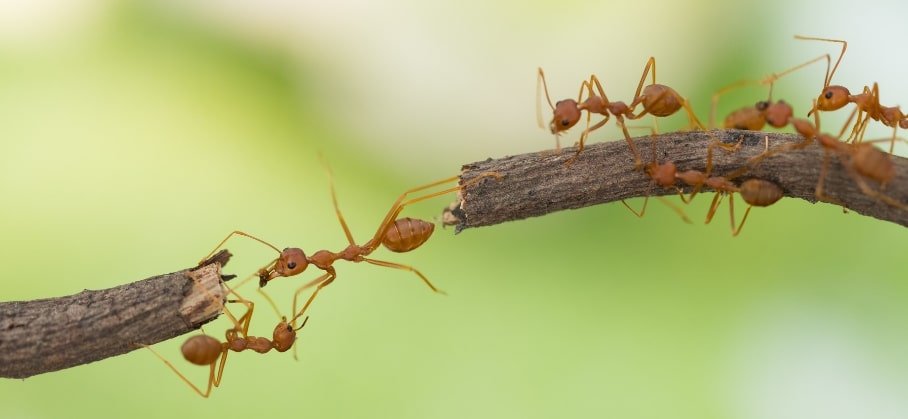 Ants & mankind involved with finding gold.