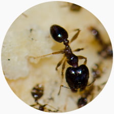 Argentine Ants (Iridomyrmex humilis)