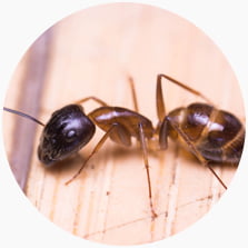 Sugar Ant (Camponotus)