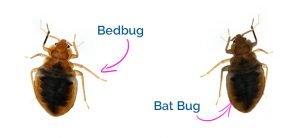 Bed bugs look a lot like bat bugs