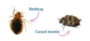 Carpet beetles compared to bed bugs