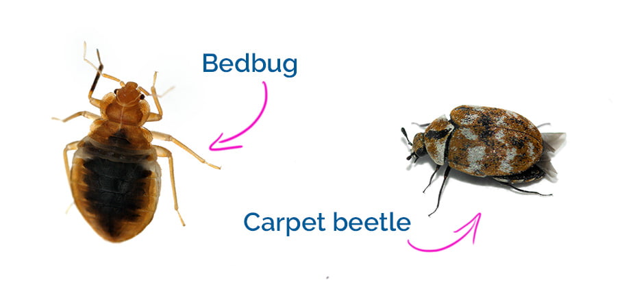 Carpet beetles compared to bed bugs