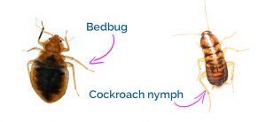 Cockroach nymphs compared to bed bugs