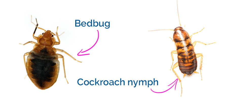 bedbug vs cockroach nymph