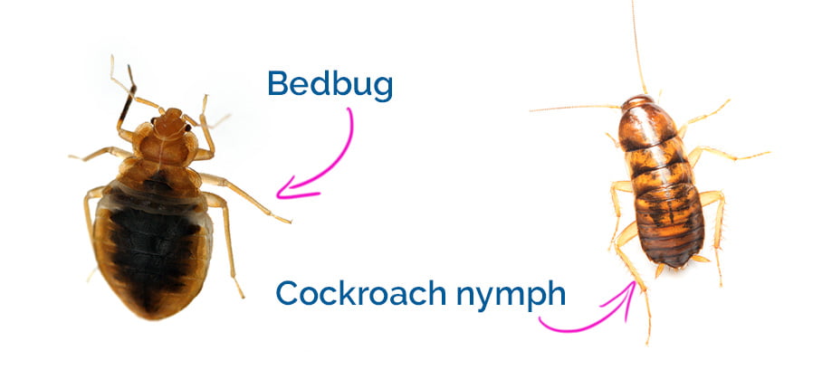 Cockroach nymphs compared to bed bugs