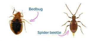 Spider beetles compared to bed bugs