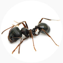 Black House Ant (Ochetellus glaber)