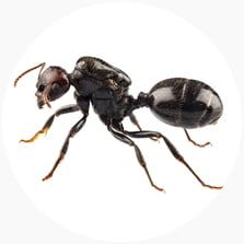 Garden Ant (Lasius niger)