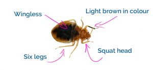 Characteristics of a bed bug
