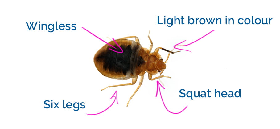 what are tiny black bugs that crawl