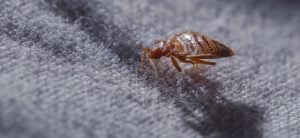 Common Bugs Mistaken for Bed Bugs
