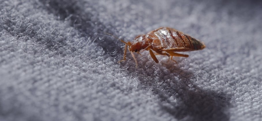 Bugs Mistaken For Bed How To Get Rid Of Them - Small Bugs In Bathroom That Jump
