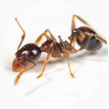 Coastal Brown Ant (Pheidole megacephala)