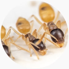 Ghost Ant (Tapinoma melanocephalum)