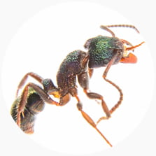 Green Ant (Rhytidoponera Metallica)