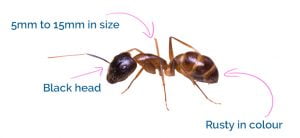 How to recognise a sugar ant