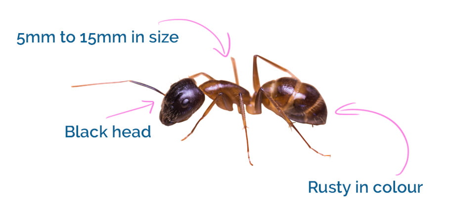 How banded sugar ants look like!