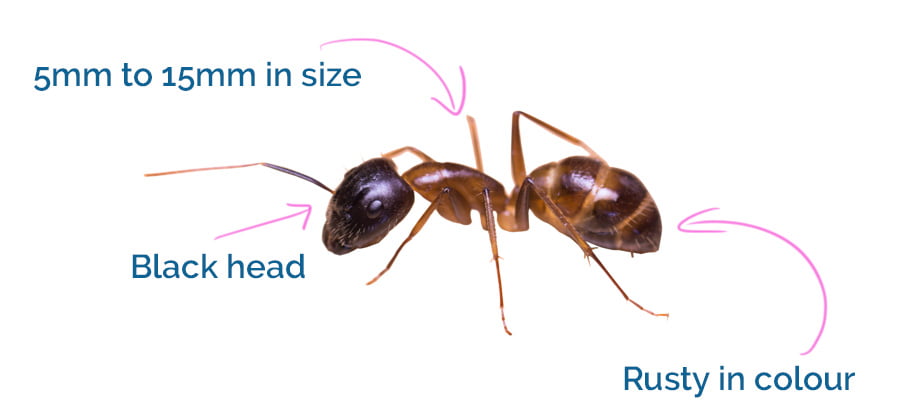How banded sugar ants look like!