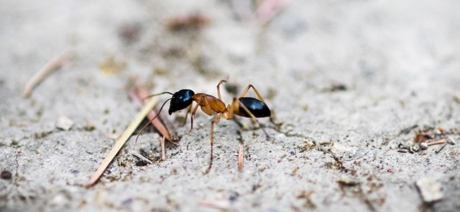 Sugar Ants - What Are They And How to Get Rid of Them