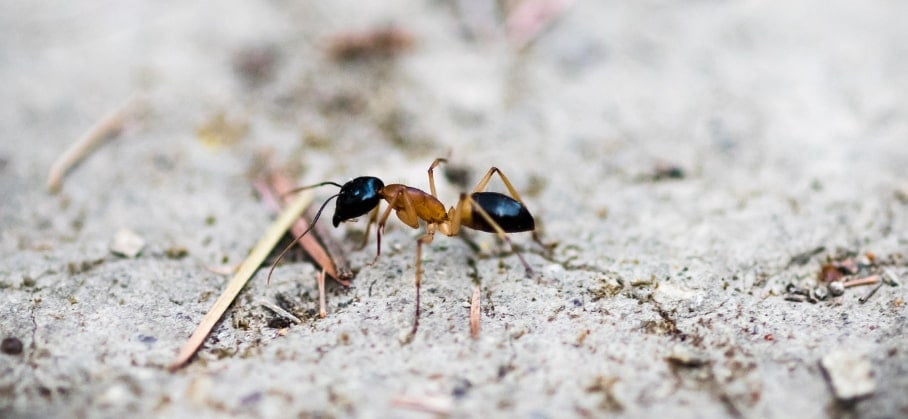 The 3 Best Ant Killers of 2024