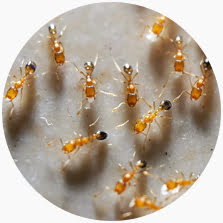 Pharaoh Ant (Monomorium pharaonis)