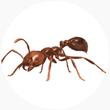 Fire Ant (Solenopsis Invicta)