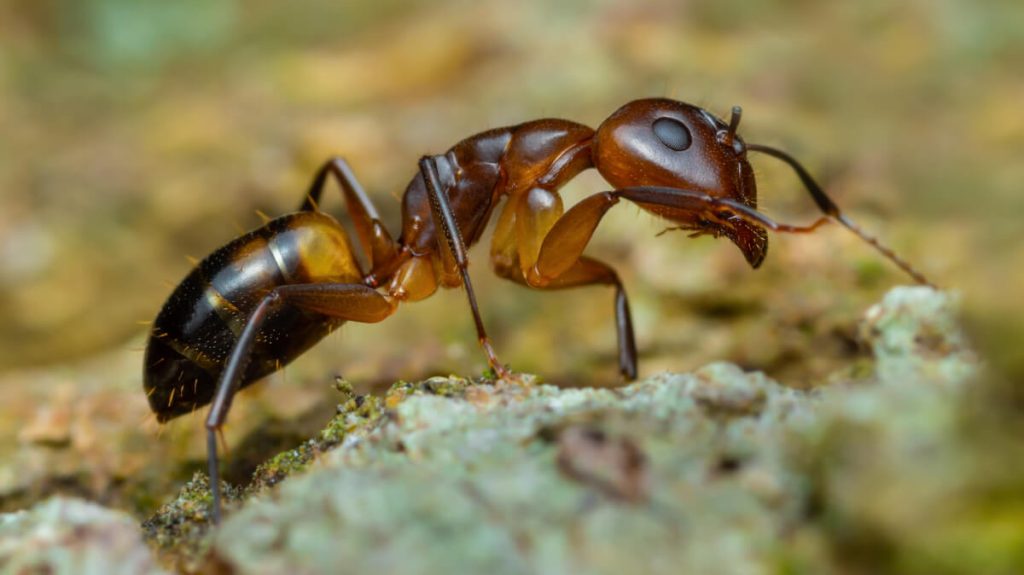 Argentine ant up close