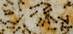 Argentine Ants and How to Get Rid of Them