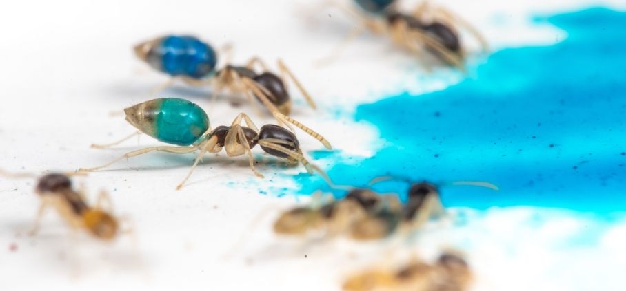 Ghost ants drinking blue coloured water