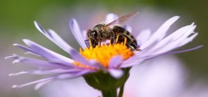 Bee-Attracting Plants for Your Garden