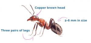 The appearance of the fire ant