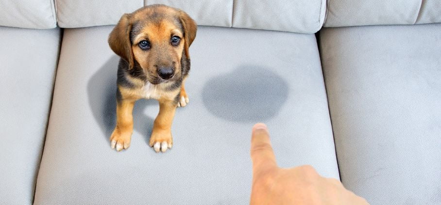 How do you clean dog pee out of a bed How To Properly Clean Pee Stains Off A Couch Step By Step Guide