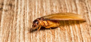 How To Identify And Get Rid Of Flying Termites (Alates)