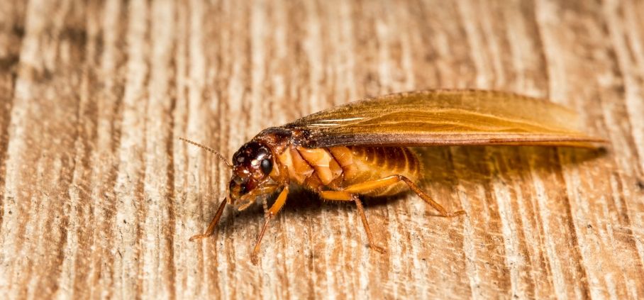 winged termites identification