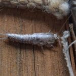 How to Deal With a Silverfish Infestation