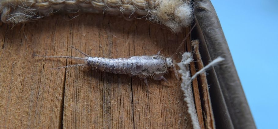 An up close photo of a silverfish on a wooden surface.