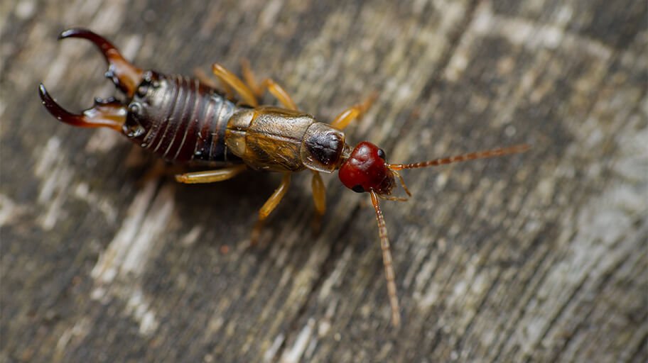 Earwigs How To Get Rid Of Them Pest Issues By Fantastic Services