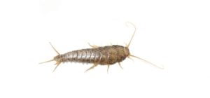 What does a silverfish look like?