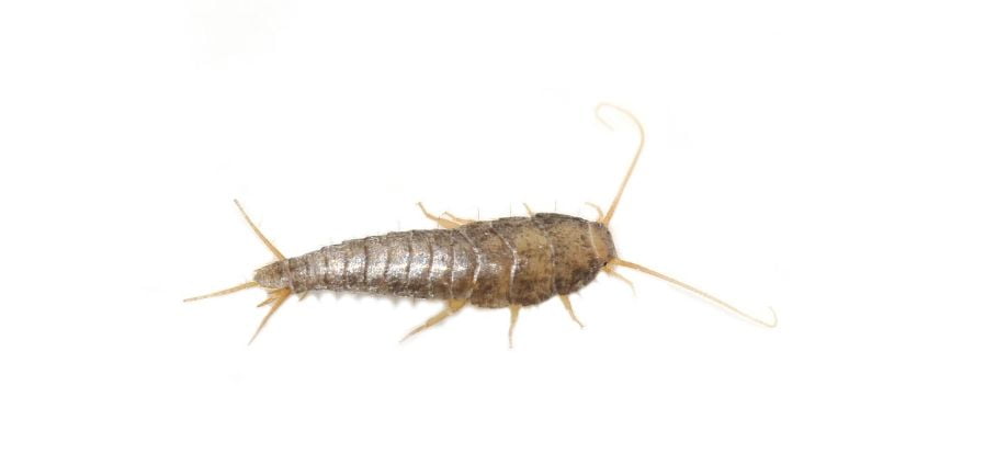 Why are silverfish bad